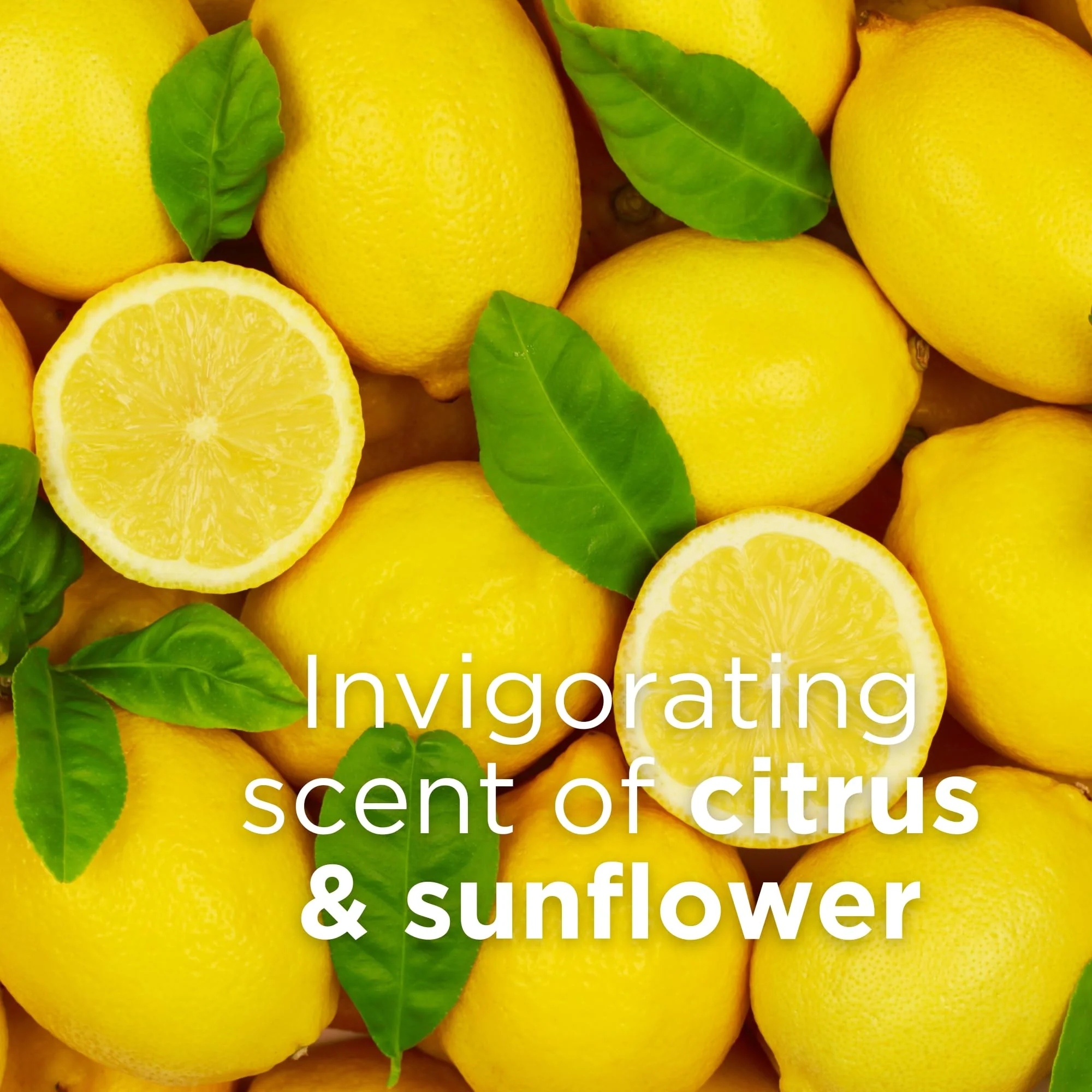 Andalou Naturals - Citrus Sunflower Body Lotion (236ml) - Image 10