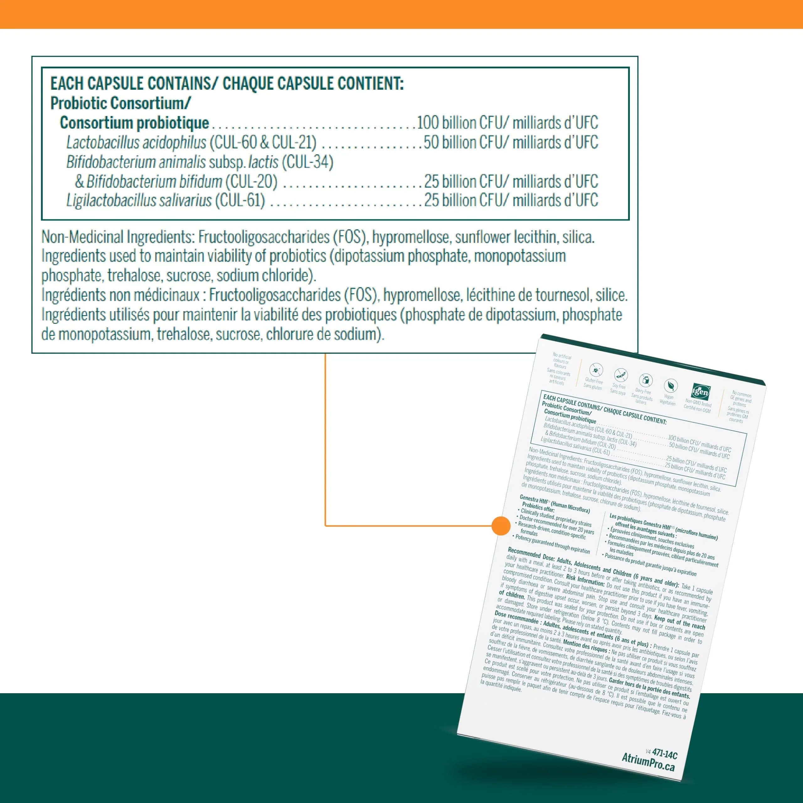 Genestra Brands - HMF Antibiotic Care (14caps) - Image 4