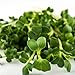 Mumm's Sprouting Seeds - Broccoli Brassica Blend (100g) - Image 7