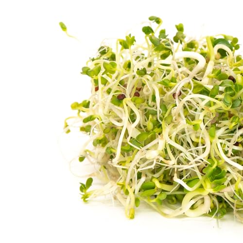 Mumm's Sprouting Seeds - Broccoli Brassica Blend (100g) - Image 9