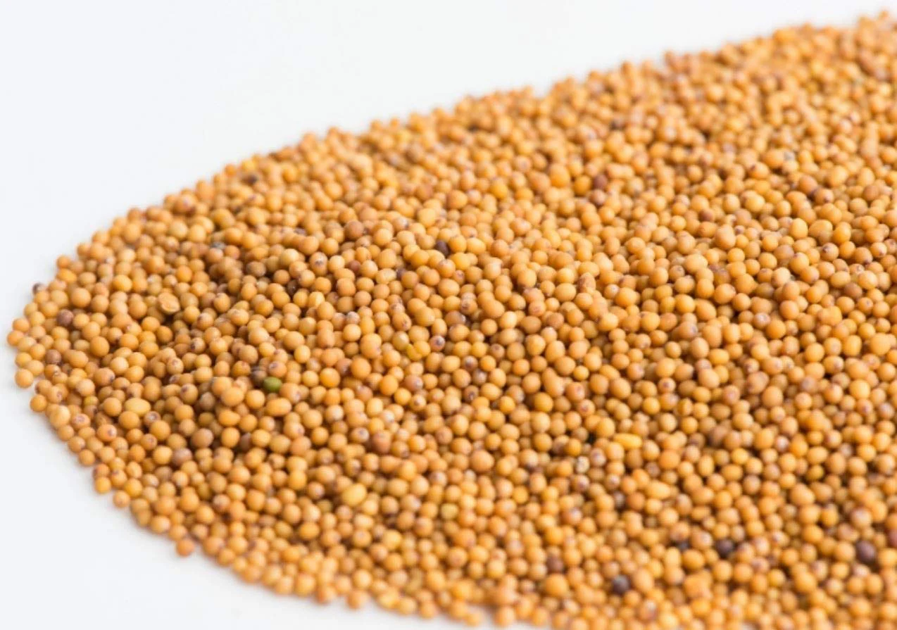 Mumm's Sprouting Seeds - Oriental Wasabi Mustard (100g) - Image 6