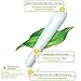 Organyc - Tampons Digital - Regular (16ct) - Image 8
