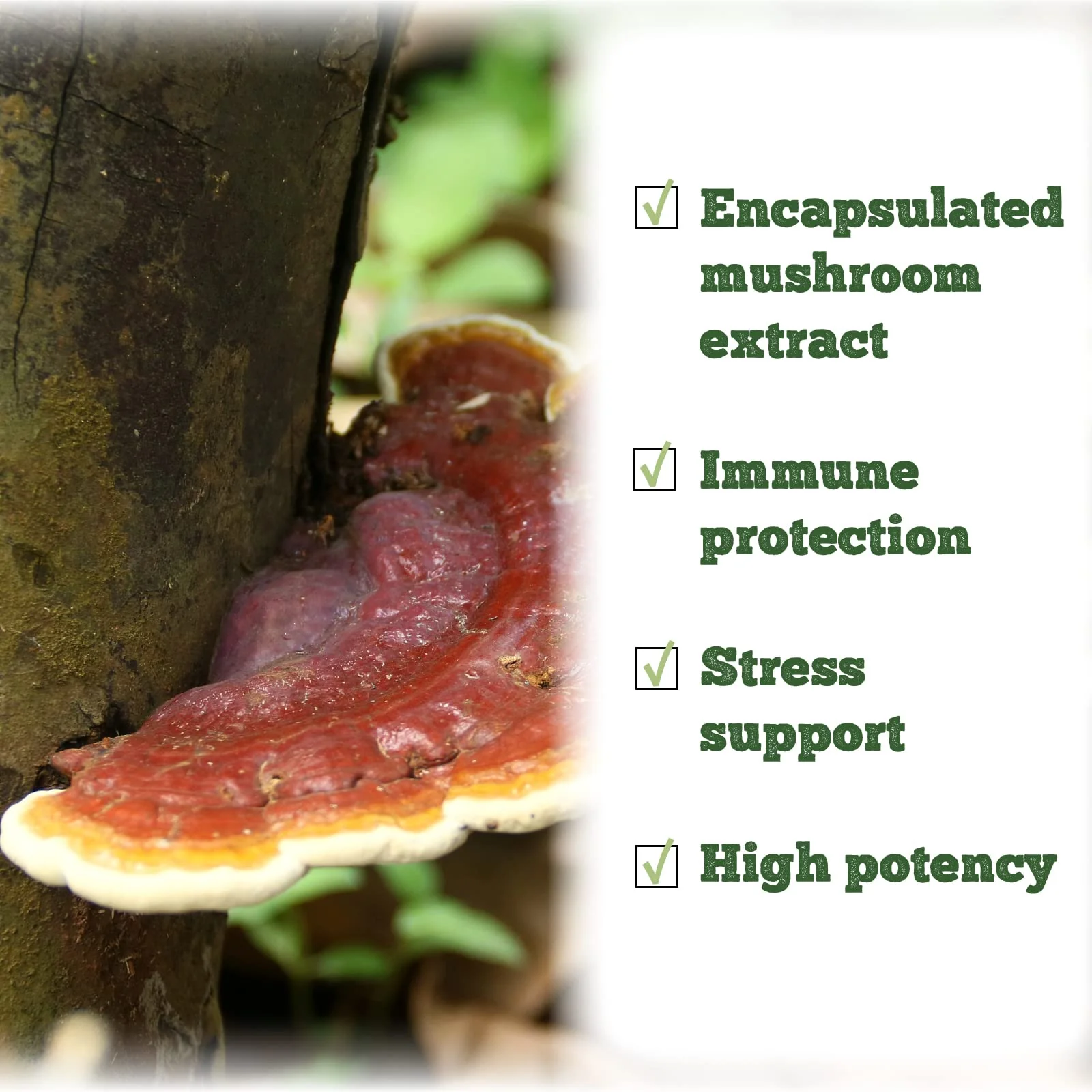 St. Francis Herb Farm - Reishi Mushroom (50ml) - Image 7