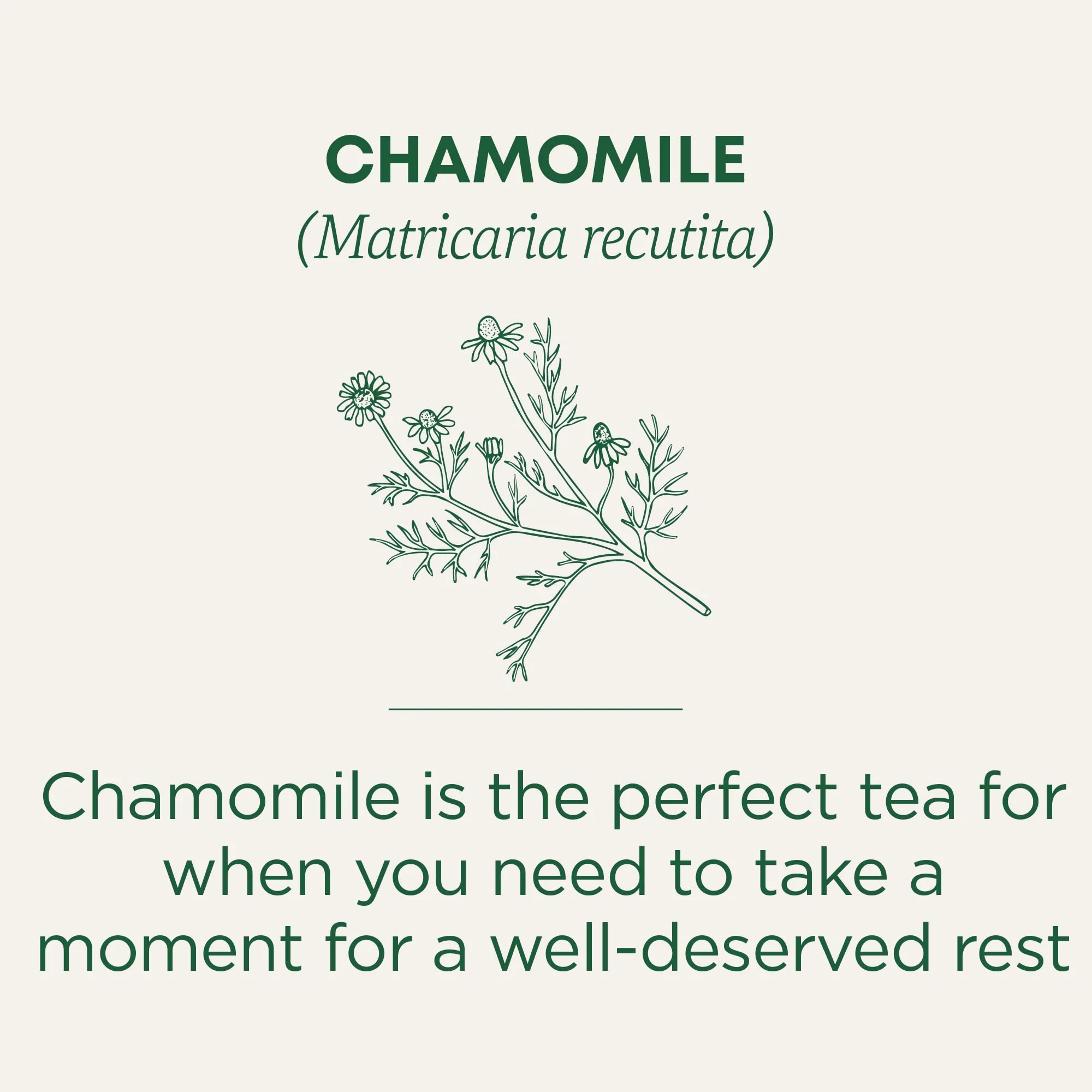 Traditional Medicinals - Organic Chamomile (16bg) - Image 4