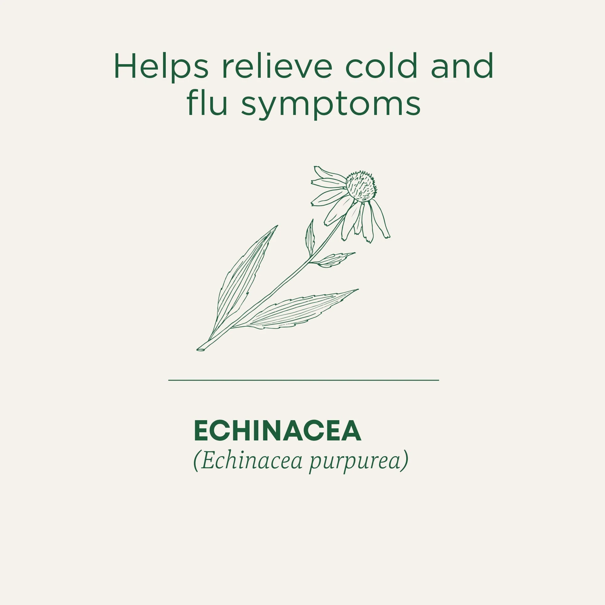 Traditional Medicinals - Organic Echinacea Plus (16bg) - Image 4