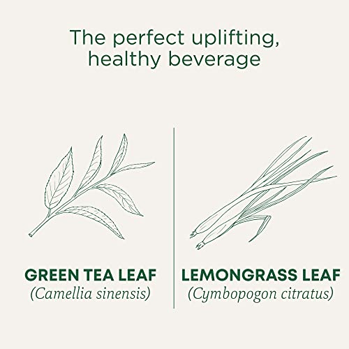 Traditional Medicinals - Organic Green Tea Matcha (16bg) - Image 5