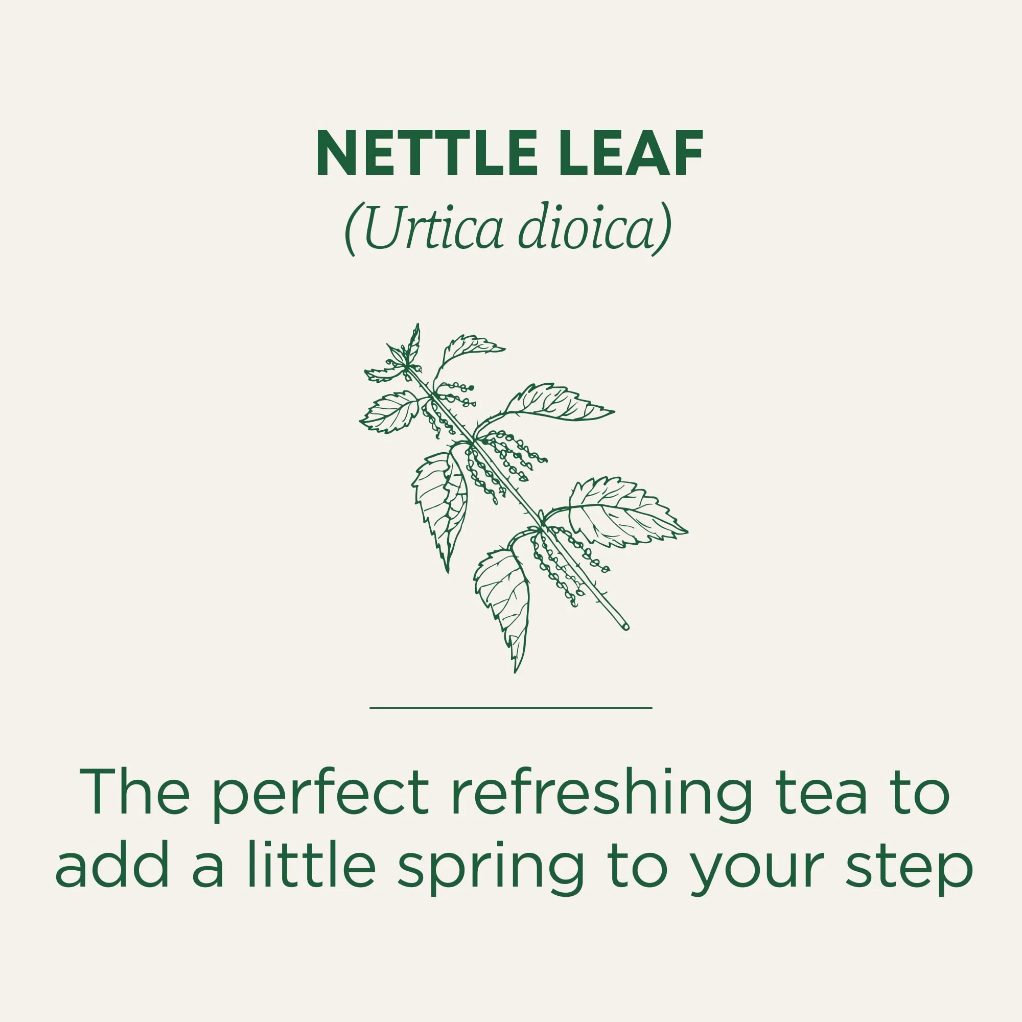Traditional Medicinals - Organic Nettle Leaf (16bg) - Image 4