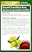 Traditional Medicinals - Organic Roasted Dandelion Root (16bg) - Image 9