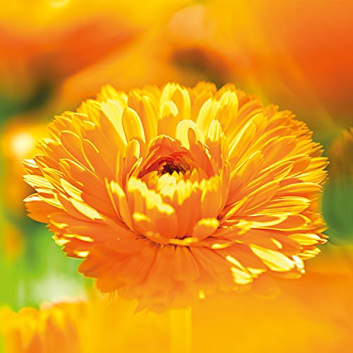 Weleda - Calendula Toothpaste (75ml) - Image 8