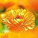 Weleda - Calendula Toothpaste (75ml) - Image 9